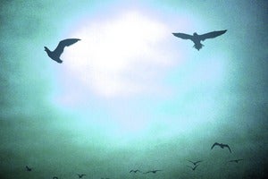 Image of Vanished
