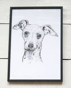 Image of Italian Greyhound A4 Print