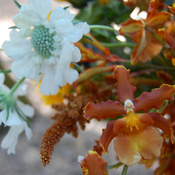 Image of A Sunny Season of Flowers, Oxbow Pickup (6 bouquets)