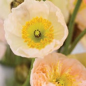 Image of Poppies 3 (New)