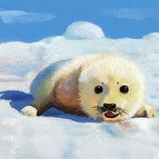 Image of SEAL PUP