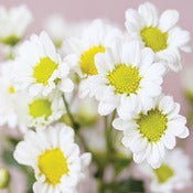 Image of Daisies (New)