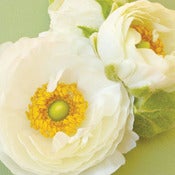 Image of White Ranunculus (New)