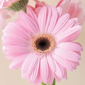 Image of Gerbera (New)