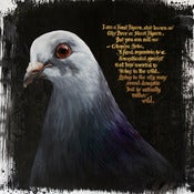 Image of FERAL PIGEON
