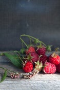Image of Forage + Picnic :: July 5, Aran Goyoaga 