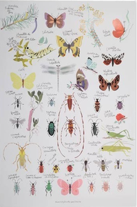 Image of Poster insectes, Chacha papiers 