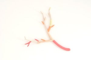 Image of sweet rose branch