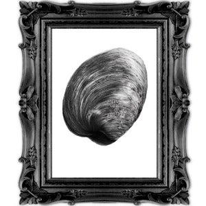 Image of Quahog - Print