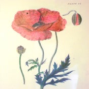 Image of Framed Botanical Archival Print {Vintage}