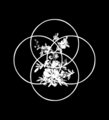 Image of ARCTIQUE CIRCLES - Infinity Bouquet Patch
