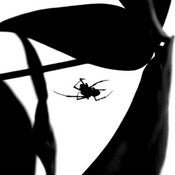 Image of Spider