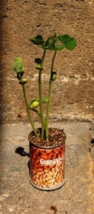 Image of plantes en canette