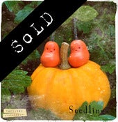Image of Seedlings: Pumpkin