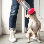 Image of GO!PETDESIGN Flash Halo Bottle Topper [GP002]