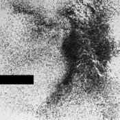 Image of ██████NIC (we dont have a name) - s/t