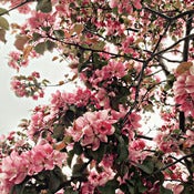 Image of Blossom