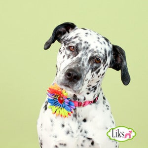 Image of Rainbow Daisy Collar Bloom