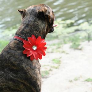 Image of Red Lily Collar Bloom
