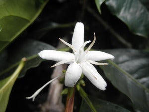Image of Rumukia, Kenya