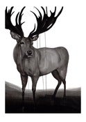 Image of Stag.