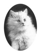 Image of Cat (no.4)