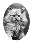Image of Cat (no.3)