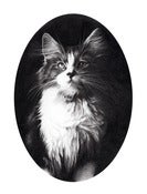 Image of Cat (no.2)
