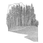 Image of The Forest