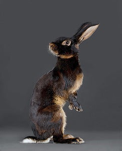 Image of Jack