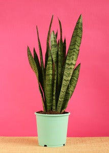 Image of Ma plante Affiche - Céline Saby