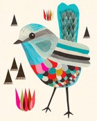 Image of Superb Fairy Wren