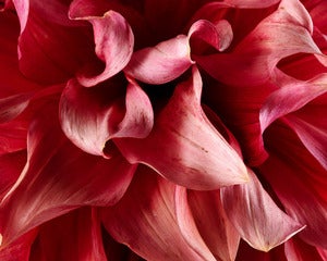 Image of Pink Dahlia