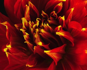 Image of Fire Tip Dahlia 
