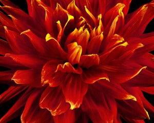 Image of Fire Tip Dahlia #2