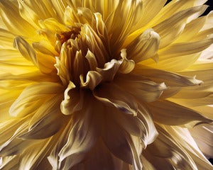 Image of Yellow Dahlia 
