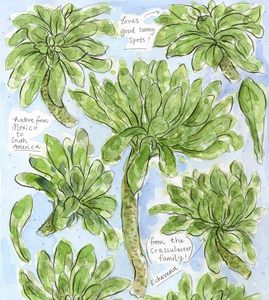 Image of Echeveria Giclee Print