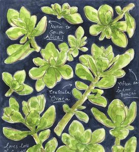 Image of Jade Plant Giclee Print