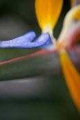 Image of Bird of Paradise