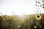 Image of She Dreams of Fields With Flowers