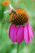 Image of Beautiful Bee Greeting Cards