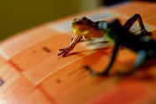 Image of little frogs & scrabble