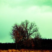 Image of tree 1