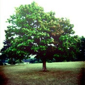 Image of tree 2