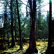 Image of tree 3