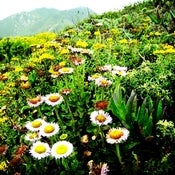 Image of flowers 1