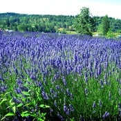 Image of flowers 2