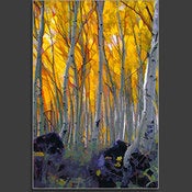 Image of Aspen Forest