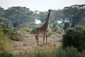 Image of Giraffe
