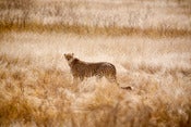 Image of Cheetah
